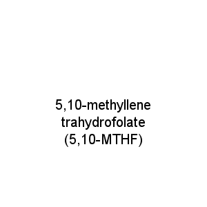 5,10-methyllenetrahydrofolate (5,10-MTHF)